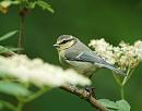 Click image for larger version. 

Name:	Blue Tit (Cyanistes caeruleus) DSC_0209.jpg 
Views:	216 
Size:	73.5 KB 
ID:	14206