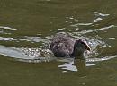 Click image for larger version. 

Name:	SH8677 -0905 23-Coot Juvenile.jpg 
Views:	195 
Size:	314.6 KB 
ID:	13620