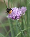 Click image for larger version. 

Name:	SH4394 -1007 17-Bumbel Bee-Bombus_lapidarius.jpg 
Views:	164 
Size:	361.6 KB 
ID:	15000