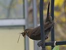 Click image for larger version. 

Name:	SH 8368 -1004 05-Blackbird-Turdus_merula.jpg 
Views:	191 
Size:	226.3 KB 
ID:	13262