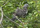 Click image for larger version. 

Name:	SH9075 -1008 23-Juvenile Wood Pigeon.jpg 
Views:	1256 
Size:	344.9 KB 
ID:	15587