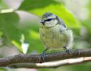 Click image for larger version. 

Name:	Blue Tit, (Cyanistes caeruleus) DSC_0057.jpg 
Views:	154 
Size:	71.5 KB 
ID:	15122