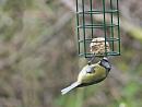 Click image for larger version. 

Name:	SH8319 -1004 05-Blue_Tit-Cyanistes_caeruleus.jpg 
Views:	203 
Size:	265.4 KB 
ID:	13265