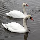 Click image for larger version. 

Name:	Pair-of-Mute-Swans-web.jpg 
Views:	224 
Size:	132.0 KB 
ID:	7662