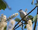 Click image for larger version. 

Name:	Blackcap ( Sylvia atricapilla) DSC_0018.jpg 
Views:	208 
Size:	100.9 KB 
ID:	13676