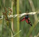 Click image for larger version. 

Name:	SH2360 -1007 04-Five-Spot Burnet-Zygaena_trifolii.jpg 
Views:	188 
Size:	273.1 KB 
ID:	14813