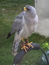 Click image for larger version. 

Name:	Eastern Chanting Goshawk.JPG 
Views:	536 
Size:	463.0 KB 
ID:	15297