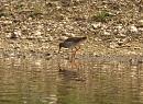 Click image for larger version. 

Name:	redshank_P4174136.jpg 
Views:	138 
Size:	186.5 KB 
ID:	17114