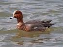 Click image for larger version. 

Name:	wigeon_P3243520.jpg 
Views:	189 
Size:	257.5 KB 
ID:	8811