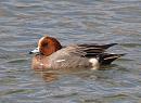 Click image for larger version. 

Name:	wigeon_P3243581.jpg 
Views:	169 
Size:	180.6 KB 
ID:	8813