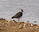 Click image for larger version. 

Name:	lapwing_P3243665.jpg 
Views:	176 
Size:	293.6 KB 
ID:	8816