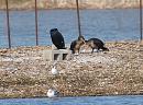 Click image for larger version. 

Name:	cormorants_P3243654.jpg 
Views:	166 
Size:	404.1 KB 
ID:	8817