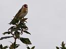 Click image for larger version. 

Name:	SH8714 -1004 06-Goldfinch-Carduelis_carduelis.jpg 
Views:	159 
Size:	307.5 KB 
ID:	13310