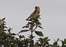 Click image for larger version. 

Name:	SH8706 -1004 06-Goldfinch-Carduelis_carduelis.jpg 
Views:	164 
Size:	341.4 KB 
ID:	13311