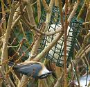 Click image for larger version. 

Name:	Nuthatch b.jpg 
Views:	193 
Size:	205.1 KB 
ID:	12563