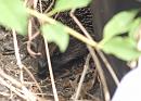 Click image for larger version. 

Name:	SH4359 -1007 17-Hedgehog-Erinaceus europaeus.jpg 
Views:	187 
Size:	284.9 KB 
ID:	14998