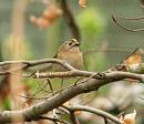 Click image for larger version. 

Name:	goldcrest6.jpg 
Views:	188 
Size:	40.9 KB 
ID:	124