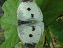 Click image for larger version. 

Name:	Small White Female Butterfly 4332 - SHRUNK.jpg 
Views:	247 
Size:	178.2 KB 
ID:	855