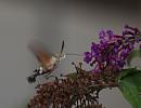 Click image for larger version. 

Name:	hummingbird_hawk_moth_9.jpg 
Views:	236 
Size:	111.6 KB 
ID:	6059