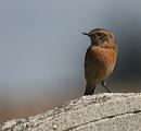 Click image for larger version. 

Name:	female Stonechat.JPG 
Views:	176 
Size:	54.9 KB 
ID:	1546