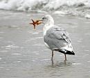 Click image for larger version. 

Name:	Herring Gull with Starfish.JPG 
Views:	172 
Size:	72.0 KB 
ID:	1547
