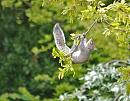 Click image for larger version. 

Name:	Grey squirrel (Sciurus carolinensis) DSC_0029.JPG 
Views:	153 
Size:	111.5 KB 
ID:	13814