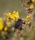 Click image for larger version. 

Name:	Dartford Warbler 2.JPG 
Views:	210 
Size:	404.5 KB 
ID:	16942