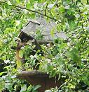 Click image for larger version. 

Name:	Coal Tit in nest box.jpg 
Views:	229 
Size:	159.4 KB 
ID:	18887