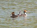 Click image for larger version. 

Name:	crestedgrebe_filtered.jpg 
Views:	248 
Size:	257.3 KB 
ID:	831