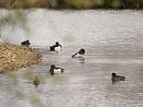 Click image for larger version. 

Name:	Tufted_duck_2.jpg 
Views:	199 
Size:	120.1 KB 
ID:	3923