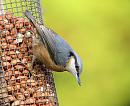 Click image for larger version. 

Name:	nuthatch.JPG 
Views:	180 
Size:	134.9 KB 
ID:	1973