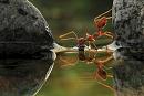 Click image for larger version. 

Name:	ant-drinking_2156372k.jpg 
Views:	764 
Size:	161.1 KB 
ID:	18512