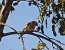 Click image for larger version. 

Name:	Goldfinch DSC_0093.jpg 
Views:	235 
Size:	174.9 KB 
ID:	6739