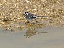 Click image for larger version. 

Name:	Wagtail_reflection_1.jpg 
Views:	344 
Size:	192.1 KB 
ID:	4416