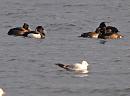 Click image for larger version. 

Name:	tufted_ducks_P1191372.jpg 
Views:	195 
Size:	273.6 KB 
ID:	8027