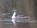 Click image for larger version. 

Name:	crested_grebe_P1191475.jpg 
Views:	197 
Size:	116.3 KB 
ID:	8030