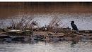 Click image for larger version. 

Name:	cormorants_P1191460.jpg 
Views:	194 
Size:	325.9 KB 
ID:	8031