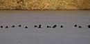 Click image for larger version. 

Name:	tufted_ducks_1_P1191372.jpg 
Views:	195 
Size:	143.2 KB 
ID:	8032