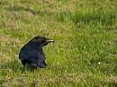 Click image for larger version. 

Name:	SH1172 -1004 15-Carrion Crow-Corvus_corone.jpg 
Views:	176 
Size:	304.3 KB 
ID:	13455