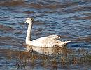 Click image for larger version. 

Name:	Mute Swan.jpg 
Views:	166 
Size:	291.7 KB 
ID:	7281