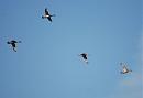 Click image for larger version. 

Name:	Pintails DSC_0053.JPG 
Views:	153 
Size:	46.0 KB 
ID:	6680