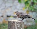 Click image for larger version. 

Name:	Blackbird (Turdus merula) DSC_0160.jpg 
Views:	208 
Size:	84.0 KB 
ID:	13662
