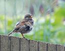 Click image for larger version. 

Name:	Dunnock, (Prunella modularis) DSC_0035.jpg 
Views:	435 
Size:	88.7 KB 
ID:	14545