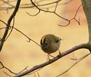 Click image for larger version. 

Name:	goldcrest1.jpg 
Views:	202 
Size:	37.3 KB 
ID:	122