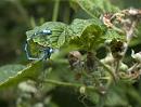 Click image for larger version. 

Name:	SH2046 -1007 04-Common Blue Damselfly-Enallagma_cyathigerum.jpg 
Views:	180 
Size:	363.2 KB 
ID:	14746