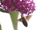 Click image for larger version. 

Name:	hummingbird_hawk_moth_6.jpg 
Views:	257 
Size:	107.8 KB 
ID:	6056