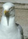 Click image for larger version. 

Name:	SH8393 -0807 30-Herring_Gull-Larus_argentatus.jpg 
Views:	177 
Size:	285.7 KB 
ID:	11426