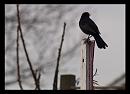 Click image for larger version. 

Name:	SH8785 -1004 06-Blackbird-Turdus_merula.jpg 
Views:	288 
Size:	266.9 KB 
ID:	13315