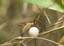 Click image for larger version. 

Name:	SH7925 -1006 06-Nursery Web Spider-Pisaura_mirabilis.jpg 
Views:	158 
Size:	326.0 KB 
ID:	14019