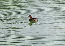 Click image for larger version. 

Name:	Little grebe DSC_0207.JPG 
Views:	189 
Size:	106.6 KB 
ID:	1113